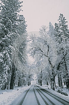 trees stand along the side of a snowy road and have snow on them