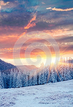 Pintoresco amanecer en montanas con nieve cubierto abeto árboles. verticalmente orientación de nevado Bosque feliz 