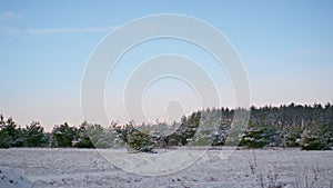 Picturesque winter wood scenery under cold blue sky. Evergreen coniferous forest