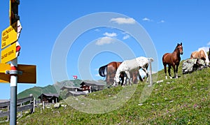 Picturesque wooden mountain chalets in the Swiss Alps on a beautiful summer day with horses and a yellow hiking trail marker in th