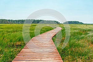 A picturesque wooden walking path through a swamp with tall grass in summer.Quiet Nature Trail, beautiful landscape.