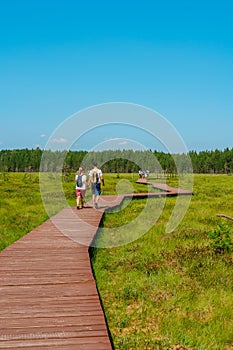 A picturesque wooden walking path through a swamp with tall grass in summer.Quiet Nature Trail, beautiful landscape.