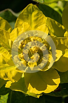 Picturesque yellow-green flowers on a natural blurred background. Floral background. A closeup of the flora