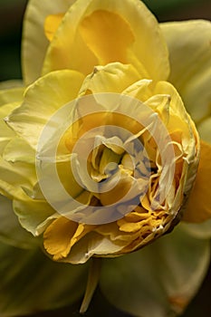 Picturesque yellow-green flowers on a natural blurred background. Floral background. A closeup of the flora