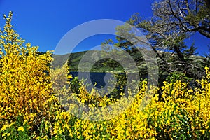 picturesquesummer with yellow flowers, trees and mountains, behind lake lokar, martin de los andes patagonia neuquen