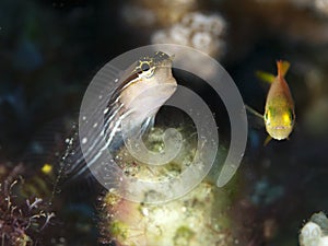 Pictus blenny