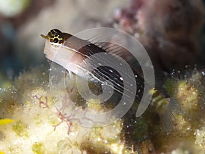 Pictus blenny