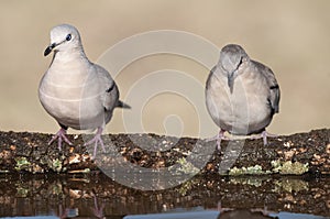 Picui Ground Dove,  in Calden forest environment, La Pampa province,