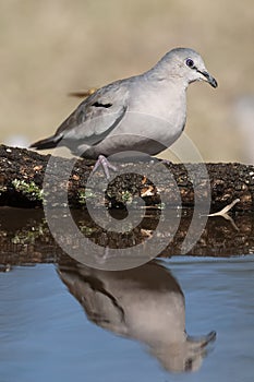 Picui Ground Dove,  in Calden forest environment, La Pampa province,