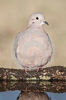 Picui Ground Dove,  in Calden forest environment, La Pampa province,