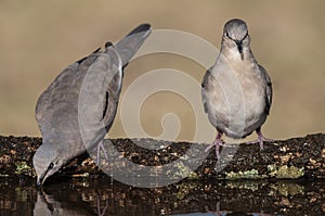 Picui Ground Dove,  in Calden forest environment, La Pampa province,