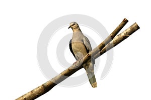 Picui ground dove, Columbina picui