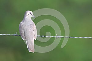 Picui Ground-Dove (Columbina picui) perched on barbed wire. photo from the back