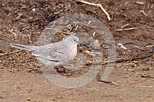 Picui Ground-Dove Columbina picui perched on ground