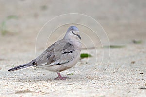 Picui Ground-Dove (Columbina picui) perched on the ground