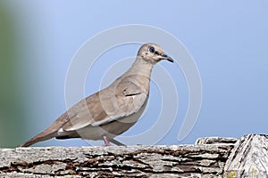 Picui Ground-Dove (Columbina picui) perched on a wooden fence