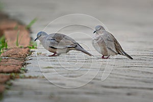 Picui Ground Dove Couple