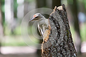 Picus canus woodpecker on a tree