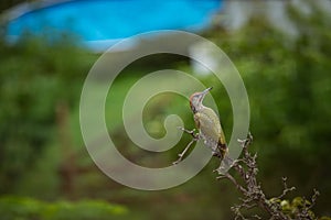 Picus viridis. Wild nature. Beautiful picture of nature.