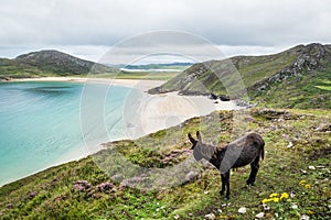 A Donkey Admiring the Irish Beach photo