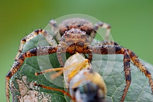 A pider with a posture