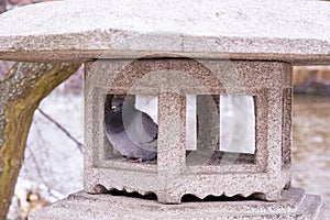 A pidgen in a stone garden ornament