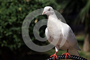 Pidgeon