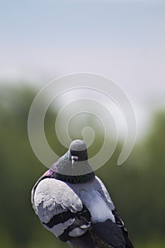 Pidgeon