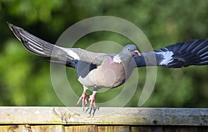 A Pidgeon in flight