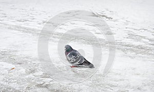 Pidgeon on ice