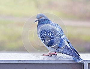 Pidgeon in London, England photo