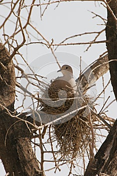 Pidgeon nesting in a tree photo