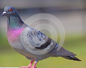 Pidgeon portrait