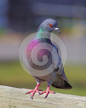 Pidgeon portrait