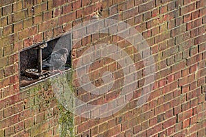 Pidgeon resting next to mooring pin within a withered quay wall made of bricks in Hamburg, Germany