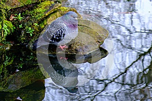 Pidgeon resting on rocks in a pond