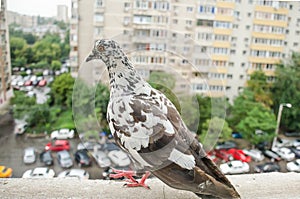 A pidgeon's urban perspective