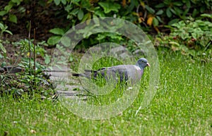 pidgeon searching for grass seeds in garden in summer time photo