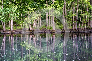 On Pidgeon Swamp