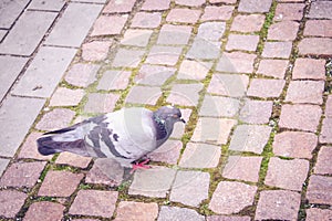 Pidgeon walking on paved road