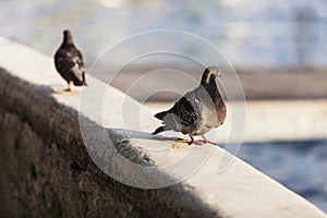 Pidgeons in the city