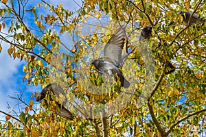 Pigeons eating tree berries photo