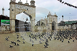 Pidgeons At Hazratbal Shrine, Srinagar, Kashmir, India