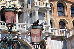 Pidgeons resting of vintage lamp in Venice