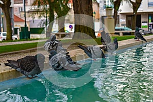 Pigeons taking a bath photo