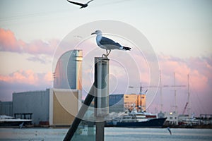 Pidgin at Port Vell in Barcelona, Spain