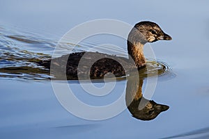 Pie-billed Grebe