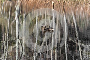 Pie Billed Grebe with Autumn Reflections