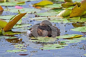 A pie-billed grebe sleeping