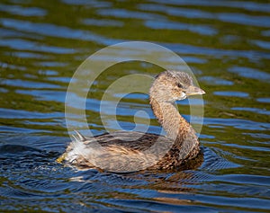 Pie billed grebe waterbird swimming.CR2